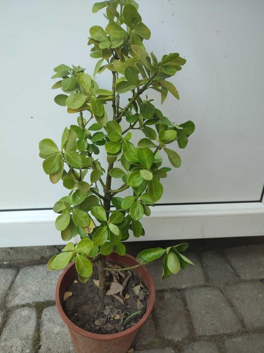 бересклет     кущ