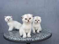 Кошенята білої шиншили!