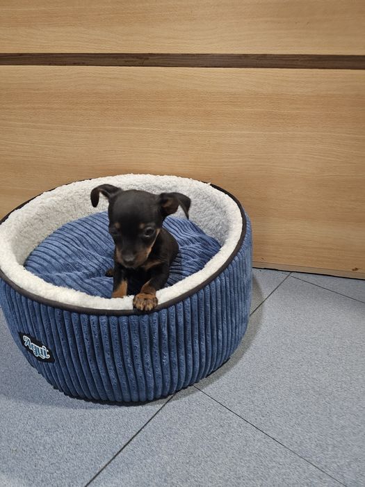 Pincher cavalinho Mini macho