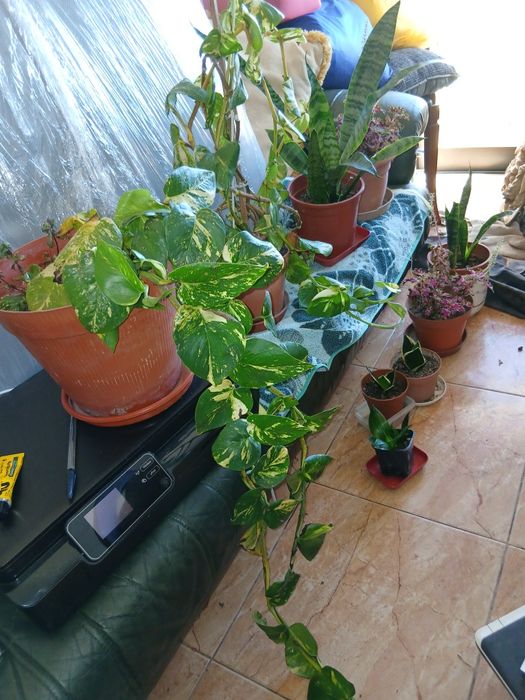 Plantas naturais decorativas casa