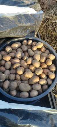 Ziemniaki Ricarda
