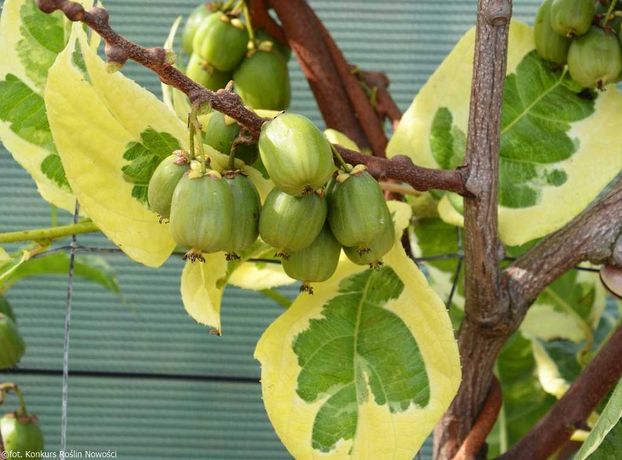 Kiwi folha Tigrada - FRUTO SUPER DOCE Planta viva lindissima