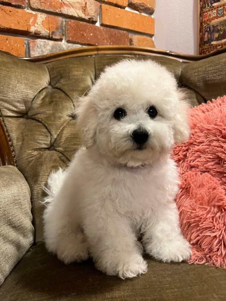Bichon frise FCI samiec