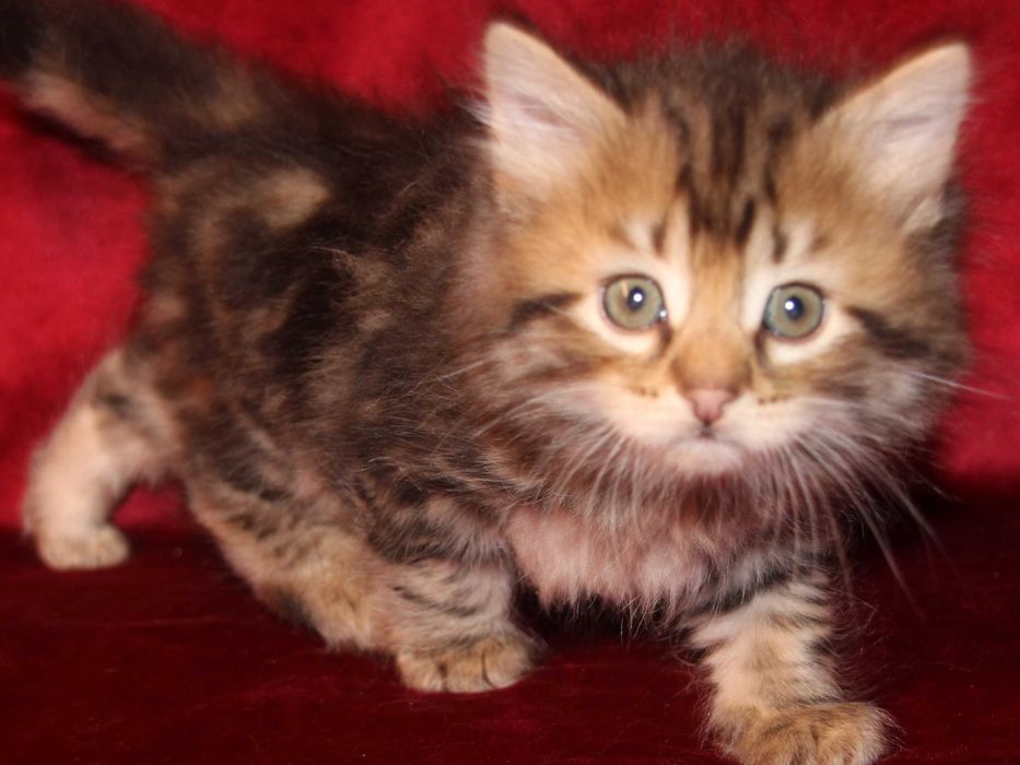 Cedric kociak Syberyjski z rodowodem FPL, legalna hodowla 18 lat