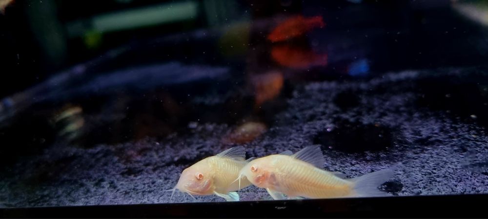 Kirysek spiżowy albino