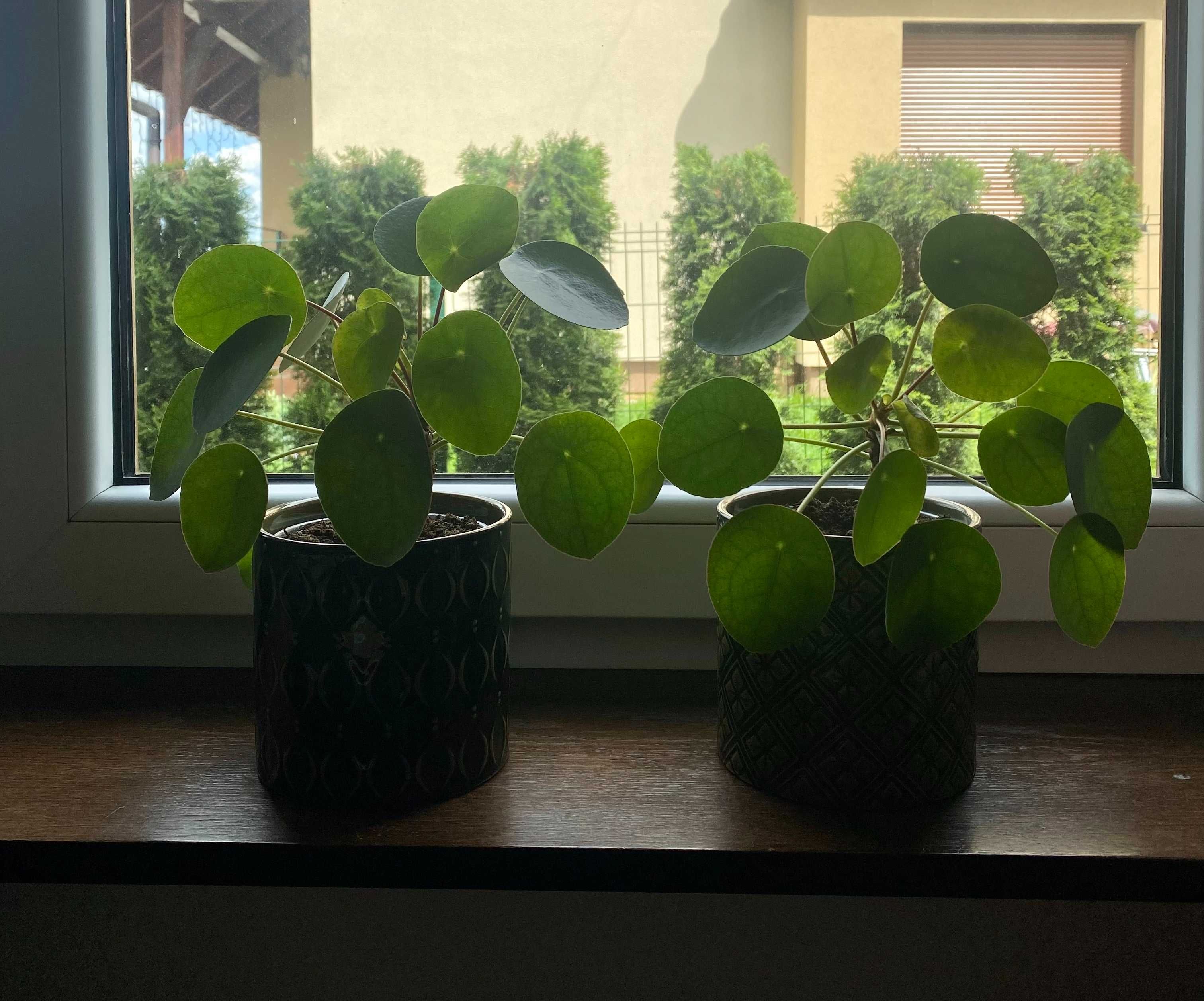 Pilea Pieniążek roślina