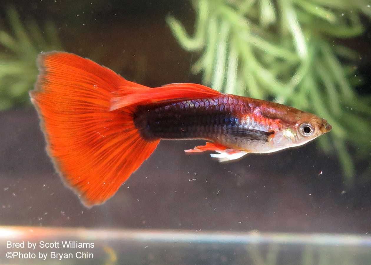 Guppy  criação própria