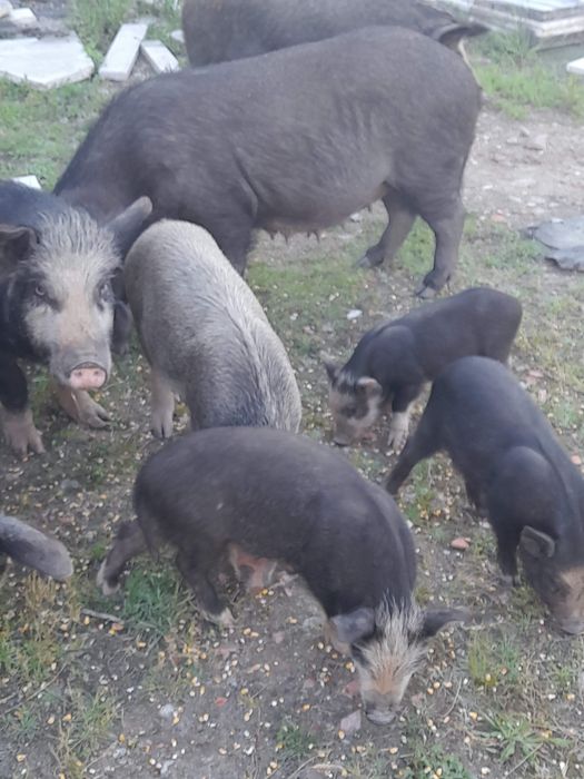 Vendo porcas criadas