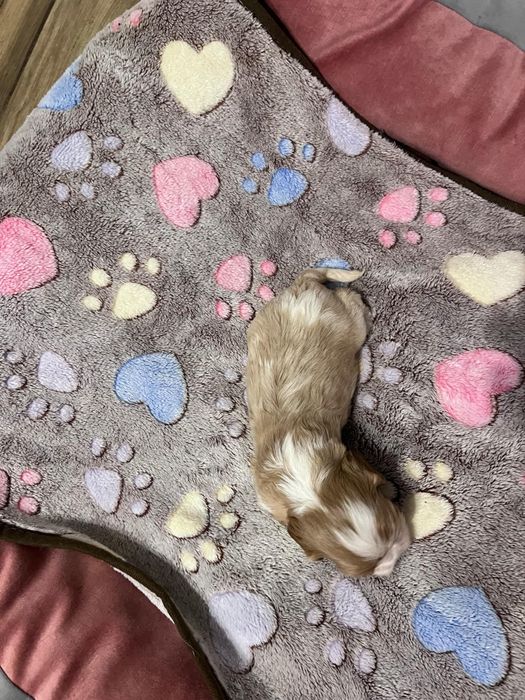 Cavalier King Charles Spaniel Zkwp FCI suczka