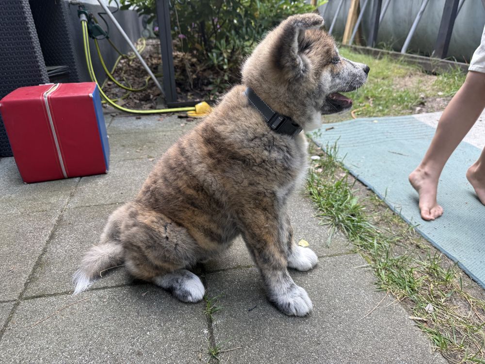 Atari- gotowy do odbioru szczeniak pręgowany piesek Akita Inu ZKwP FCI