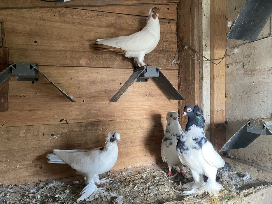 Golebie ozdobne dwie pary