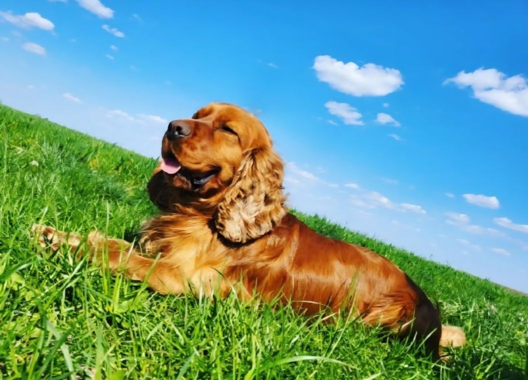 Cocer spaniel złoty