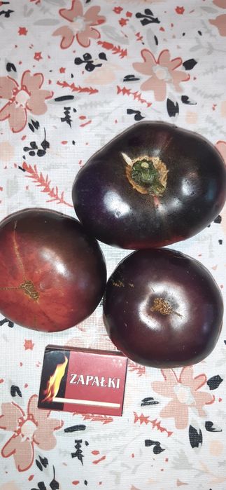 Nasiona pomidorów-zestaw