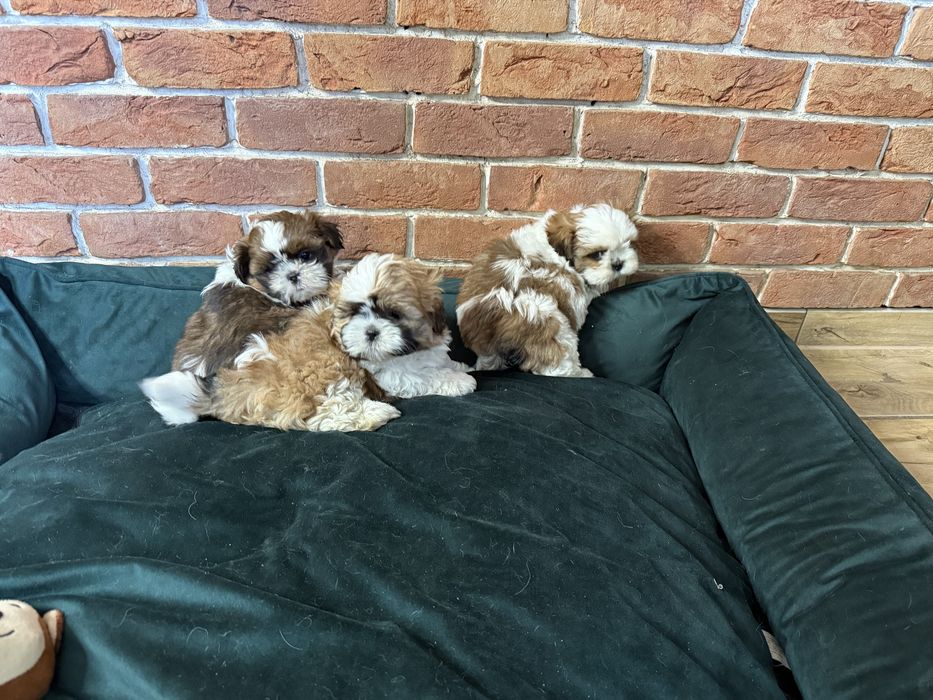 Shih-tzu szczeniak z Rodowodem