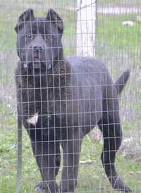 мальчик cane corso 6 мес