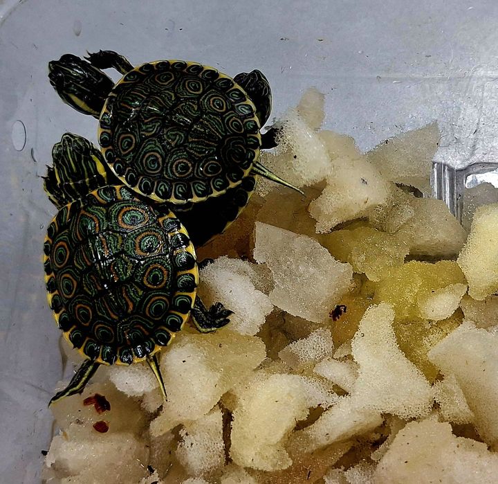 Żółwiki wodno-lądowe żółw