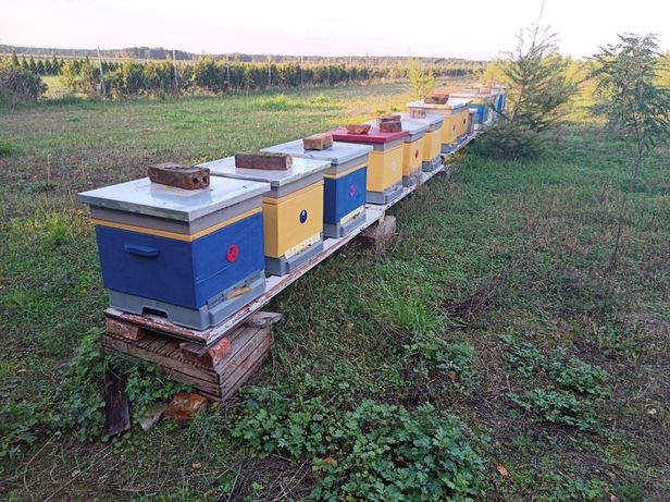 Pszczoły Rodziny pszczele przezimowane ule pszczoly