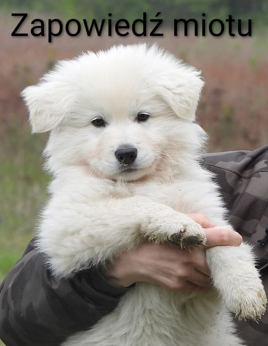 Biały Owczarek Szwajcarski zapowiedź miotu