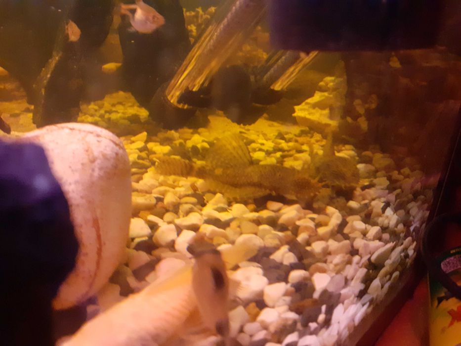 Glonojad zbrojnik ancistrus