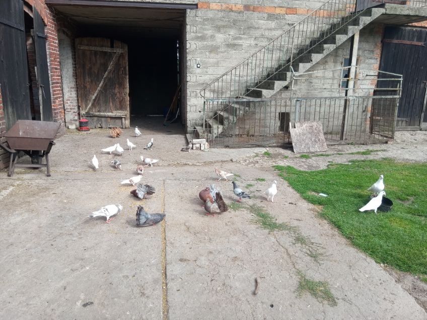 Gołębie różne sprzedam