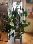 Duża zadbana monstera do salonu lub biura
