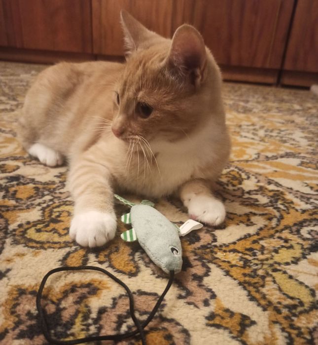 Рыжий котенок в добрые руки