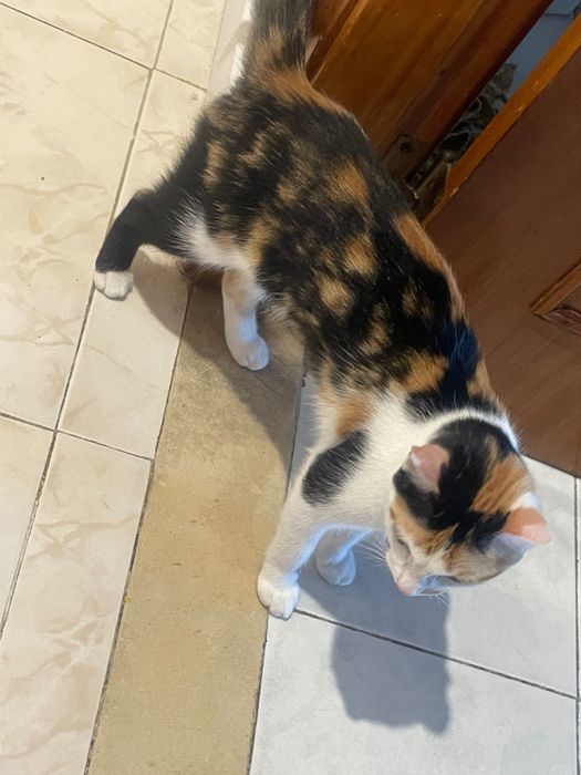 Gatinha pra doação