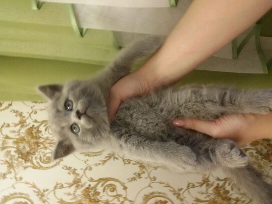 Вислоухий Красавчик ждет Невесту!