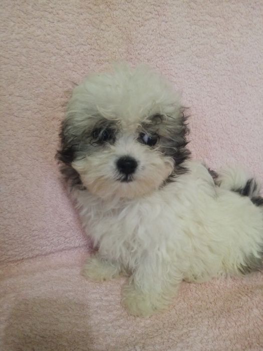 Самая лучшая мальтипу