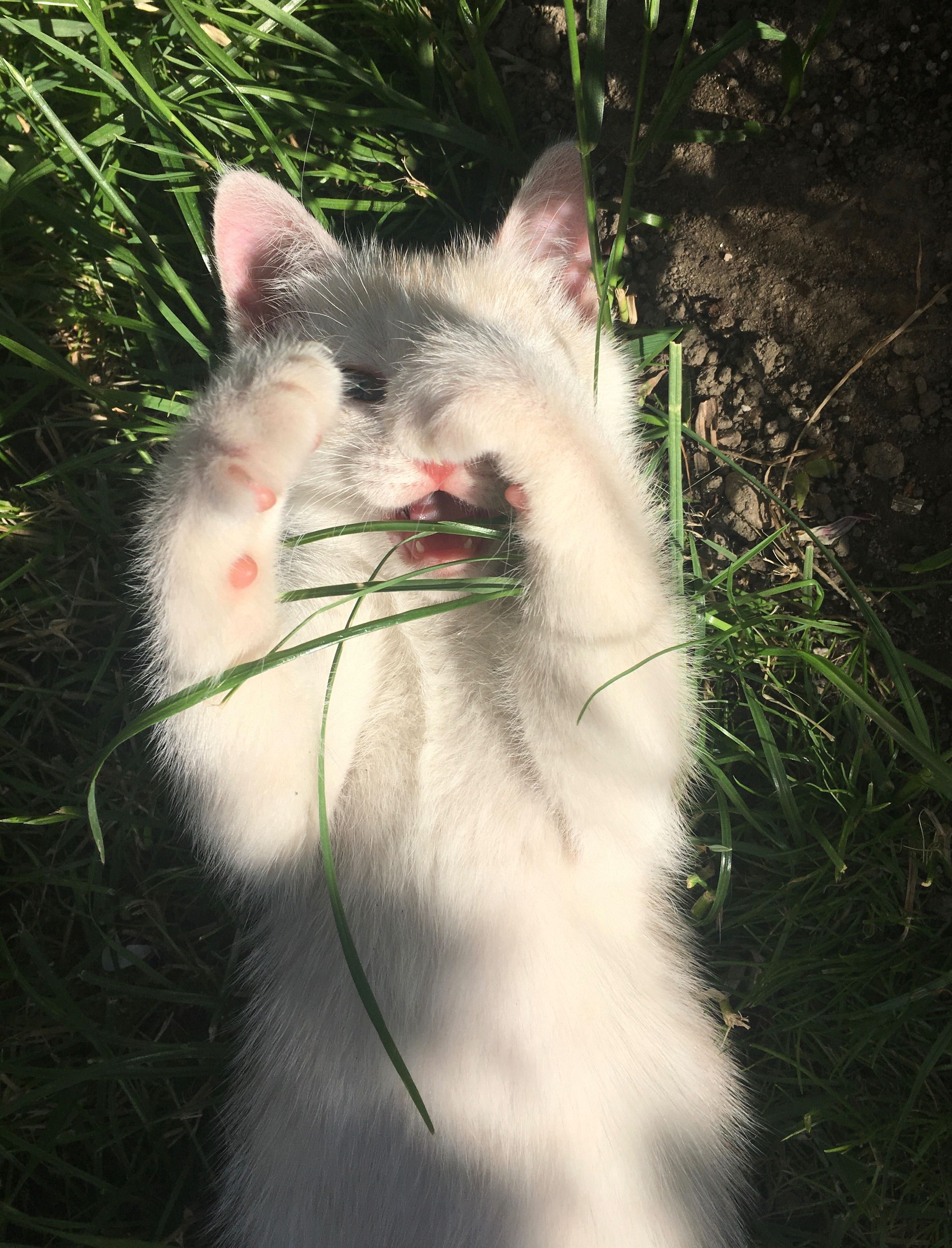 Золотий котик - хлопчик