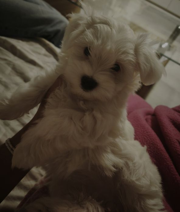 Bichon Maltês Fêmea miniatura