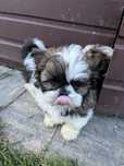 Shih tzu suczki