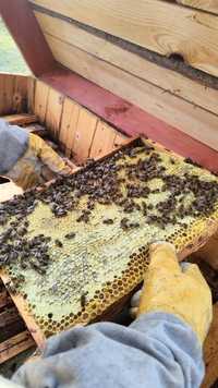 Rójka pszczół zbiore za darmo