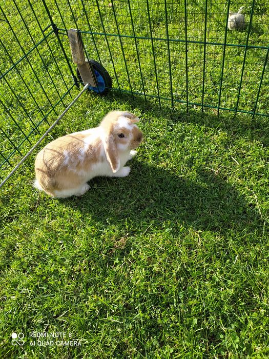 Królik miniaturka baranek