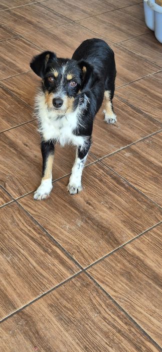 Suczka około dwa lata