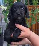 Piesek Cavapoo (Cavalier king charles spaniel/ Pudel)