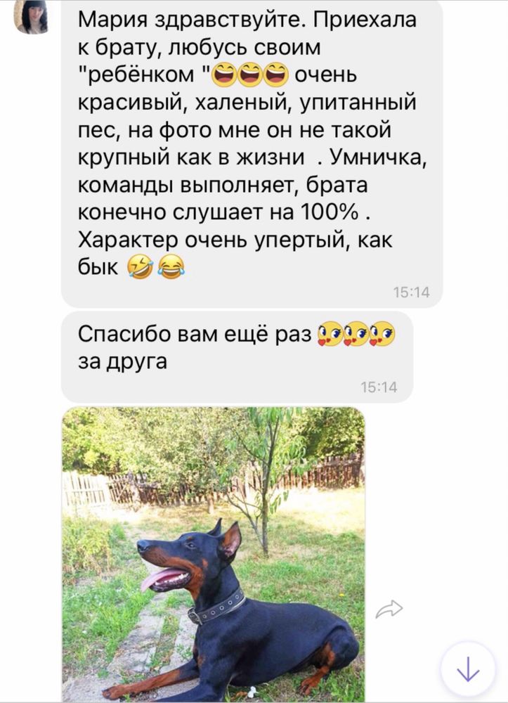 Йорчики малыши
