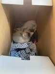 Віддам в добрі руки 2 кошеня