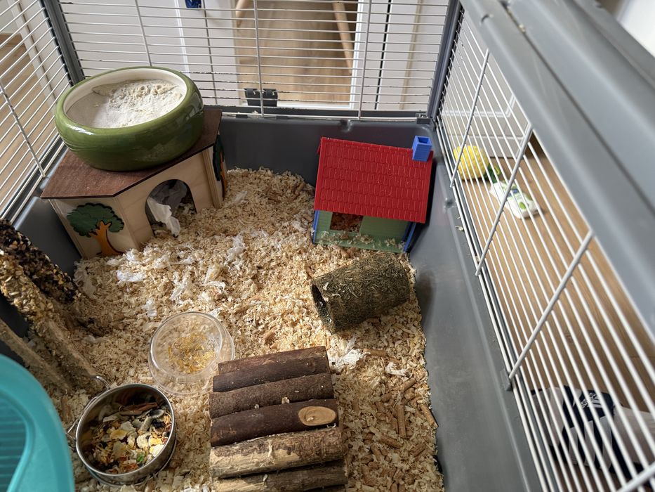 Klatka akcesoria i jedzonko dla chomika syryjskiego