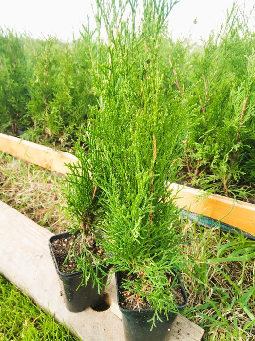 Tuja  szmaragd brabant 50 cm 4zł