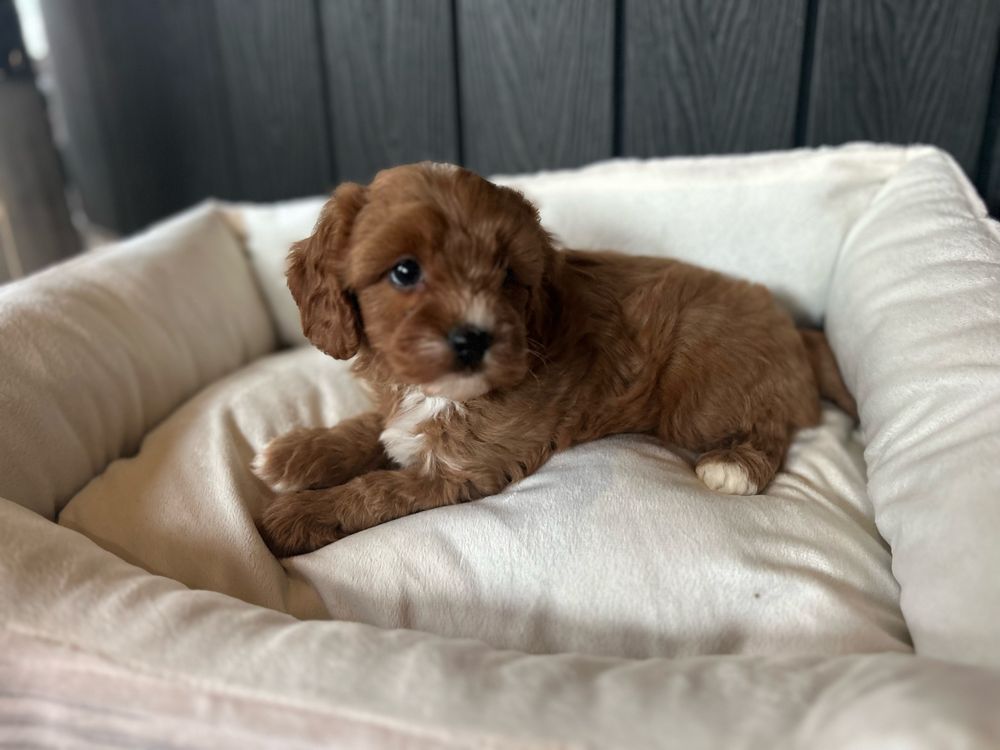 Cavapoo piesek F1