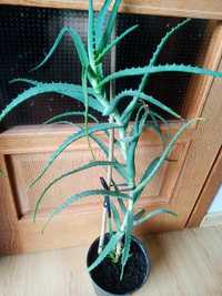 ALOES roślina lecznicza   80 cm wys. do przetworzenia