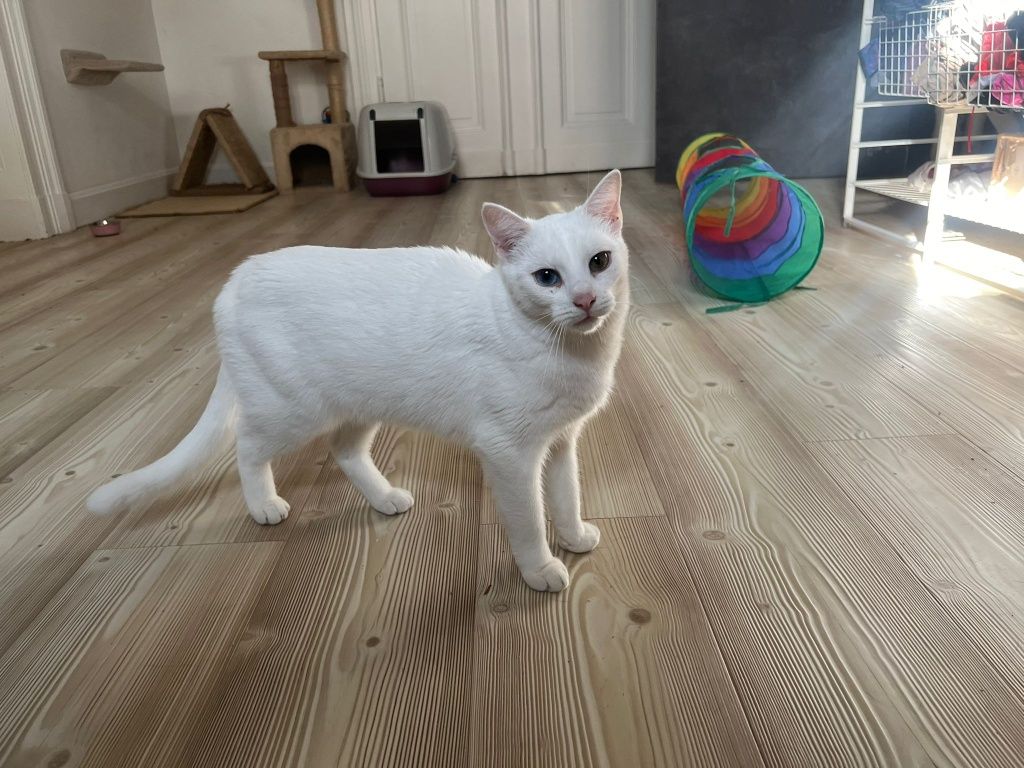 Przepiękna, zakochana w człowieku Lucynka do adopcji