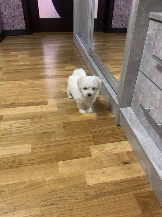 Собачки Бішон Фрізе