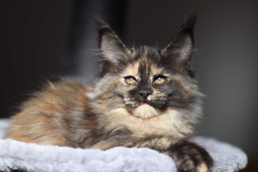 Maine coon fêmea - com LOP