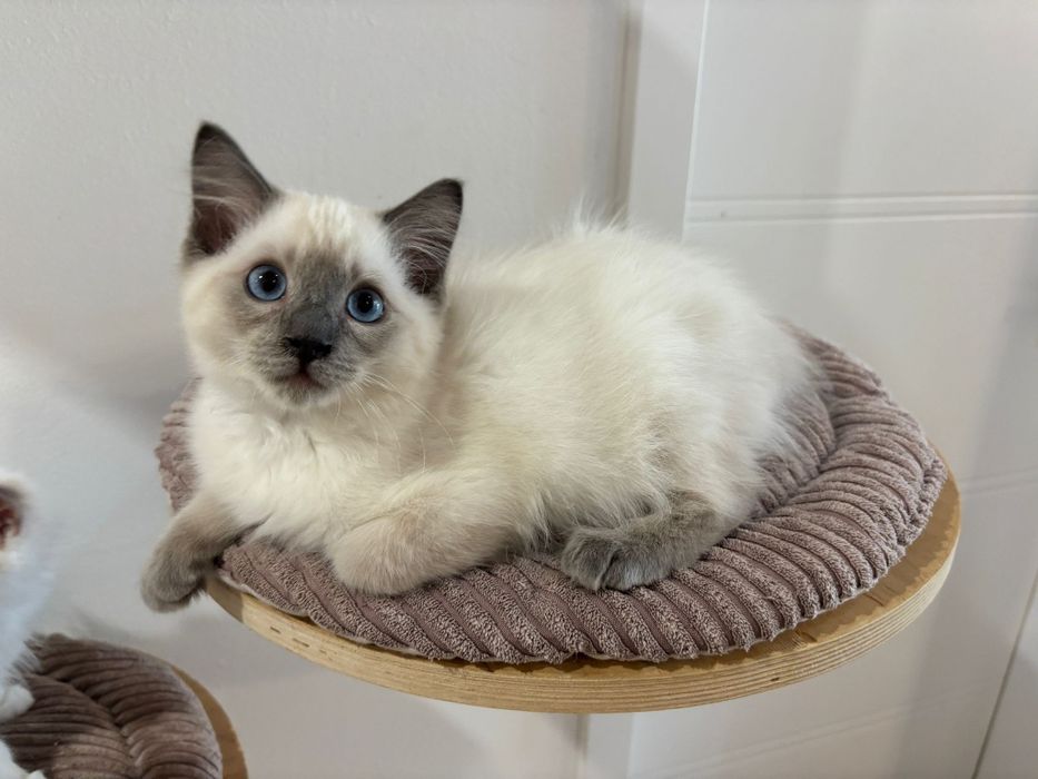 Ragdoll Felinoterapia Piękny Kot FIFE FPL
