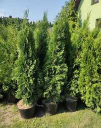 Tuja Szmaragd 150cm thuja kolumnowa bezobsługowy żywopłot