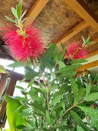 Калистемон | Callistemon