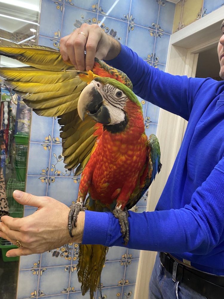 Красный  зеленокрылый ара - ручной говорящий попугай