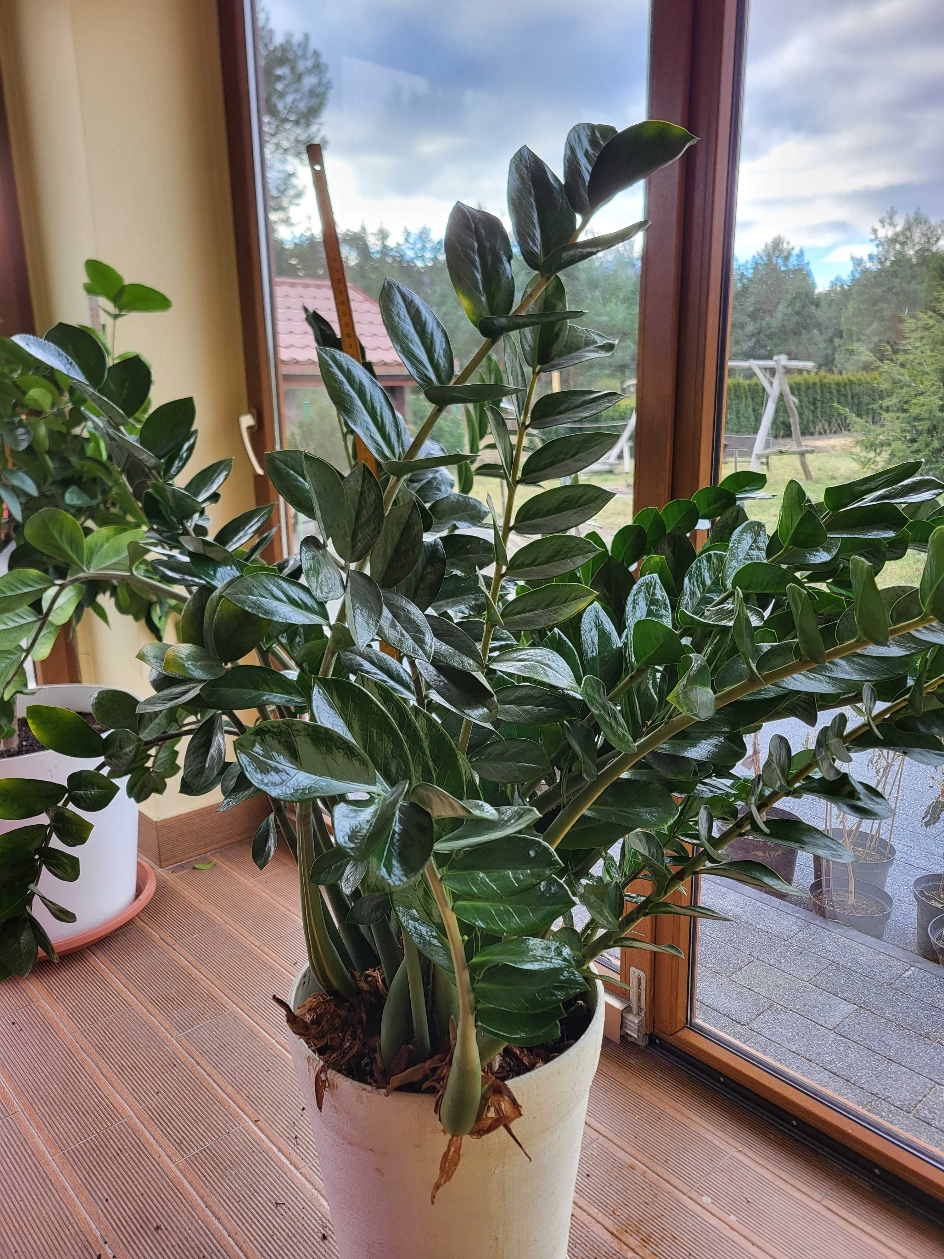 Zamioculcas zamiifolia Zamiokulkas zamiolistny ogromny super